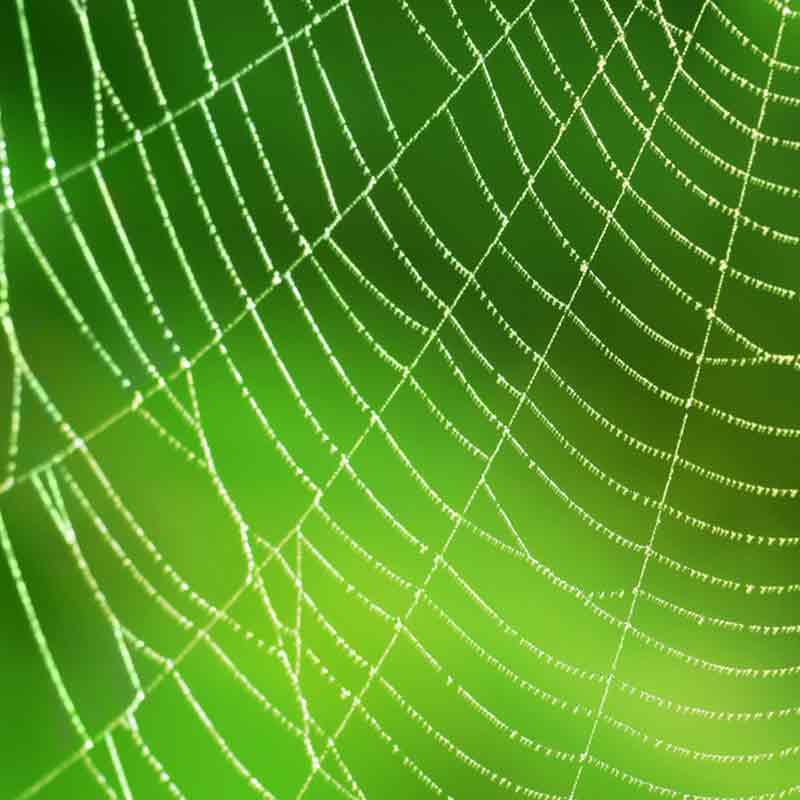 Im positivsten Sinne verrückte „Spinner“ spinnen ihre Netze, puschen ihr Netzwerk seit Jahren massiv und helfen dadurch vielen Anwälten bei der Akquise. Netzwerke als Multiplikatoren.